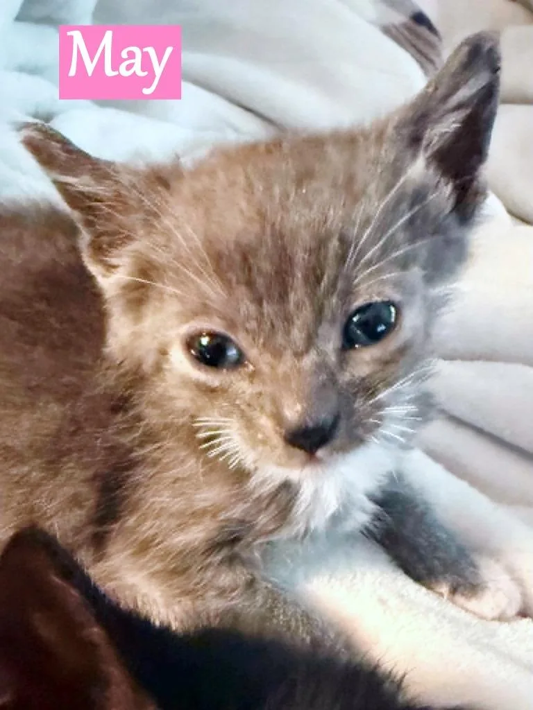 A baby medium-sized female American Bobtail cat named May for adoption in Hoover , AL