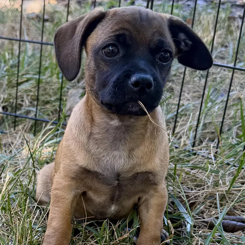 A baby small-sized male Pug dog named Barroll for adoption in Thompson's Station, TN