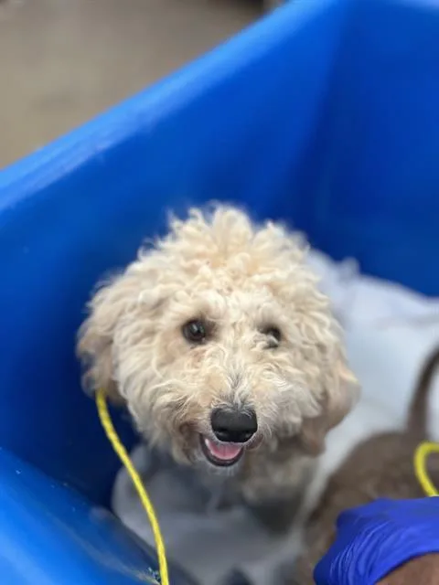 A young medium-sized female Mixed Breed dog named Lucy for adoption in Dallas, TX