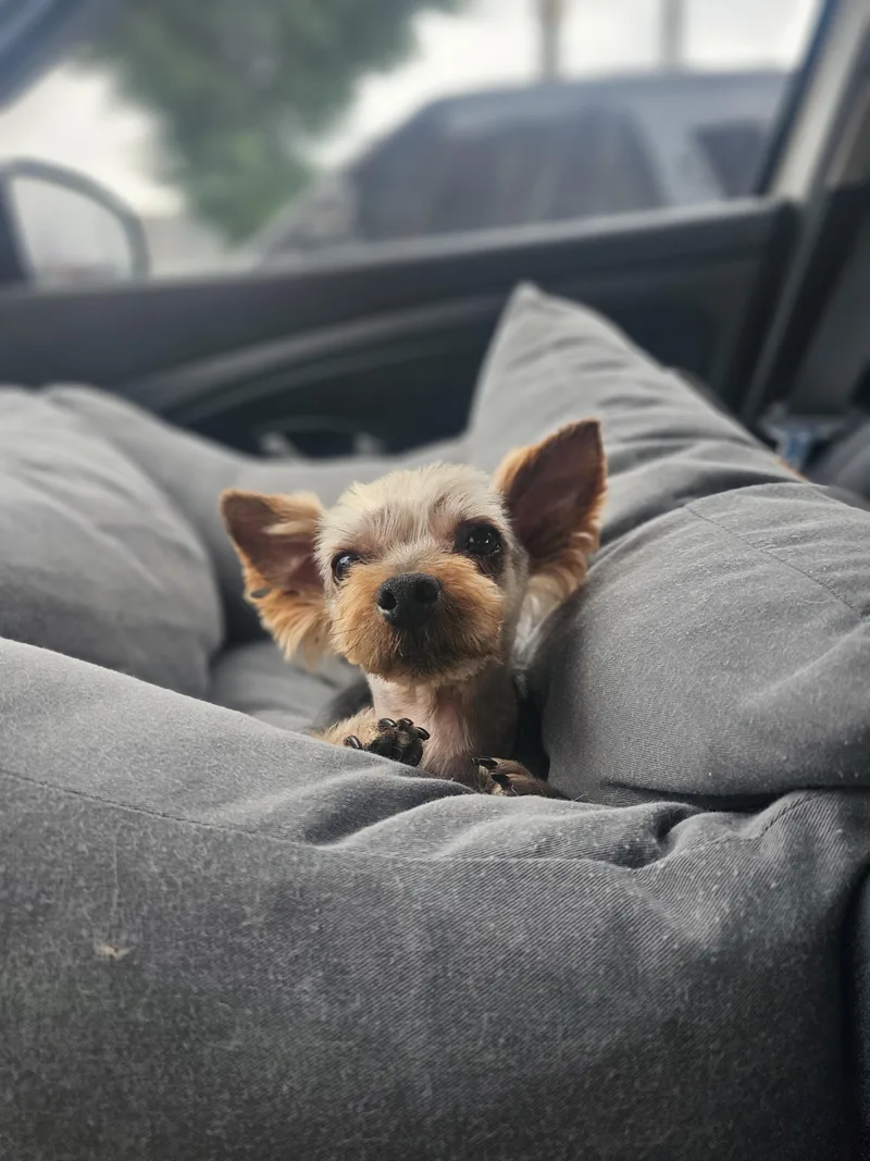 An adult small-sized male Golden Silky Terrier dog named Mumu for adoption in Springfield, VA