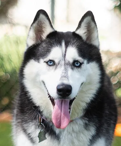 An adult large-sized female Husky dog named Cheesy Bugle for adoption in Encinitas, CA