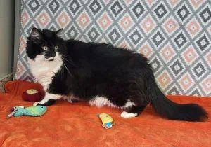 An adult large-sized male Domestic Long Hair cat named Lou for adoption in Bucyrus, OH