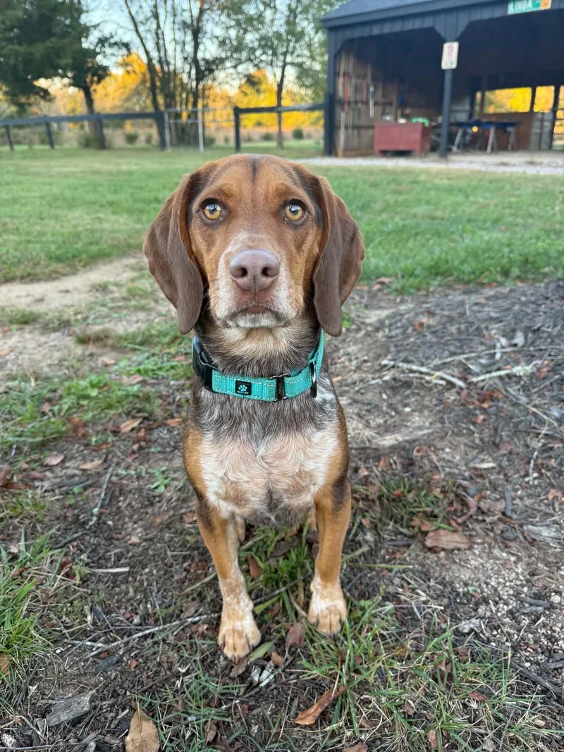 An adult medium-sized male Beagle dog named Gunner for adoption in Arlington, VA
