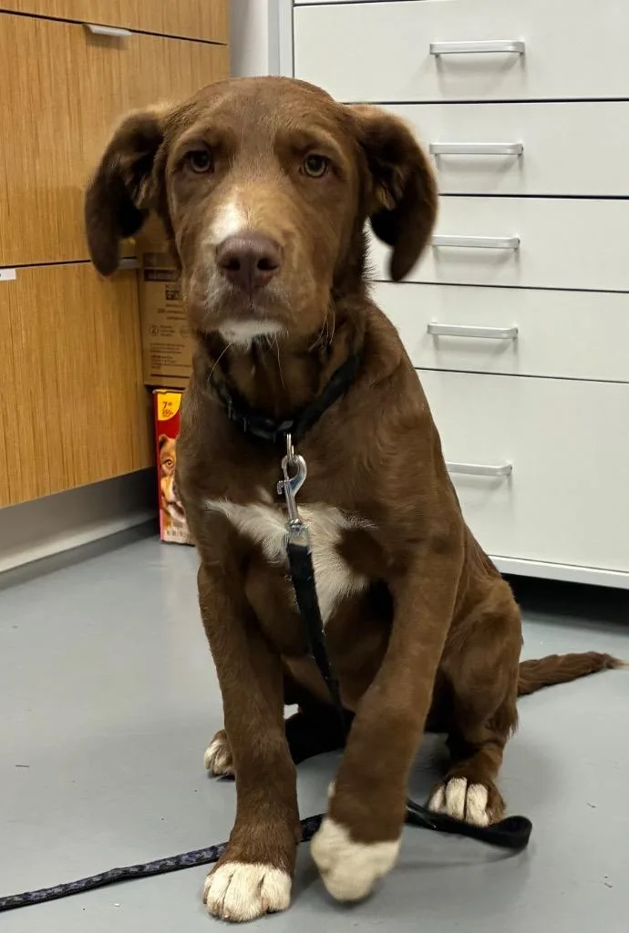 A baby medium-sized male Chesapeake Bay Retriever dog named Peak for adoption in Hartsville, SC