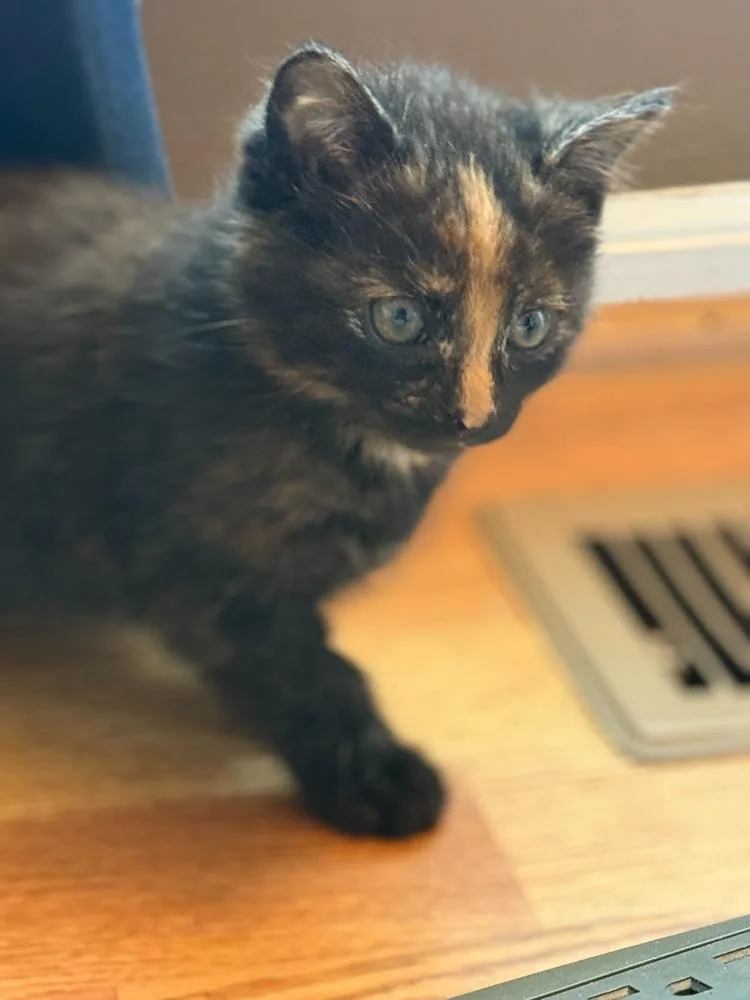 A baby medium-sized female Tortoiseshell Domestic Short Hair cat named Aang for adoption in Milltown, NJ