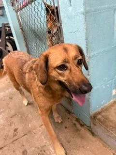 A young medium-sized female Labrador Retriever dog named Caramel for adoption in Lafayette, TN
