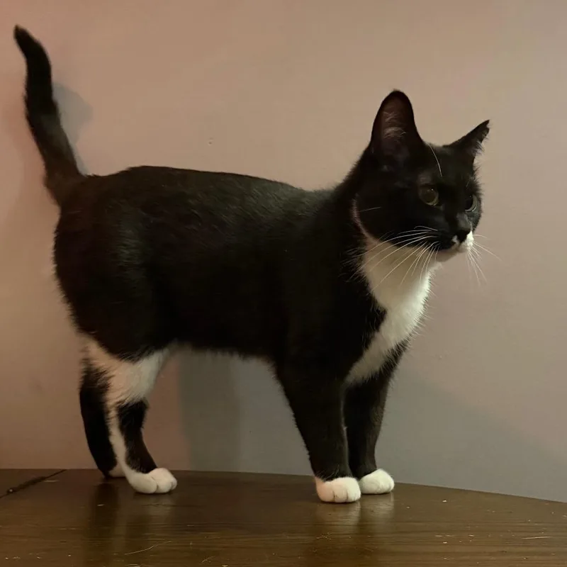 Soda Pop thumbnail 2