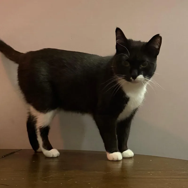 Soda Pop thumbnail 3