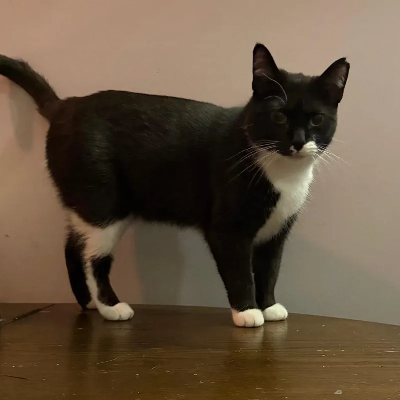 Soda Pop thumbnail 4