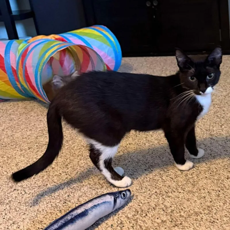 Soda Pop thumbnail 5