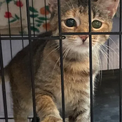 A young small-sized female Brown / Chocolate American Shorthair cat named Sprite for adoption in Volcano, HI