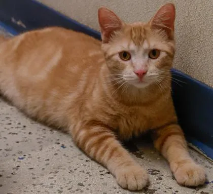 Tigger thumbnail 2