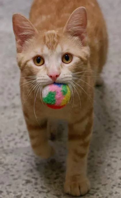Tigger thumbnail 3