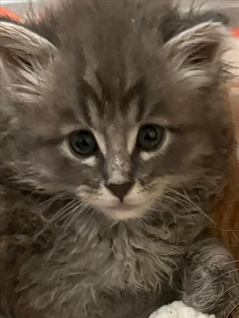 A baby small-sized male Domestic Long Hair cat named Buzz for adoption in Tracy, CA