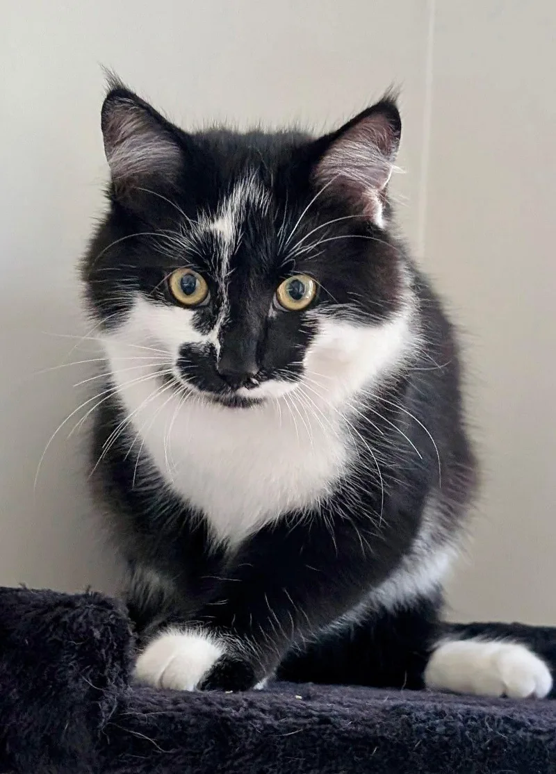 A baby small-sized male Tuxedo cat named Junior Mint & Snickers for adoption in Brighton, MI
