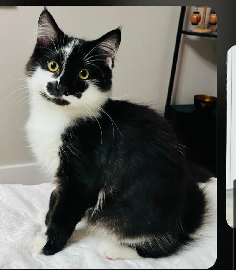 Junior Mint & Snickers thumbnail 2