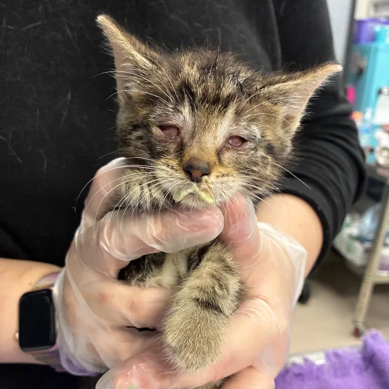 A baby small-sized male Brown / Chocolate Domestic Short Hair cat named Ham for adoption in Newark, NJ