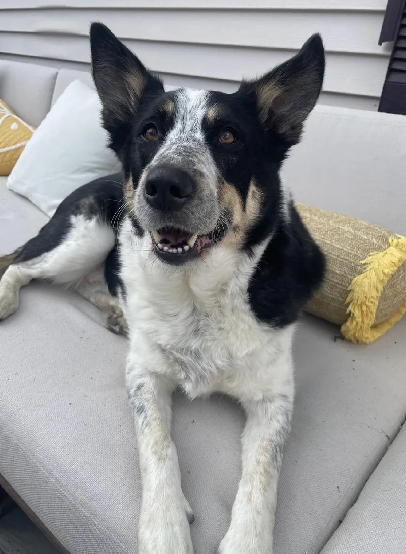 An adult medium-sized male Cattle Dog dog named Frankie Zappa for adoption in Chelmsford, MA