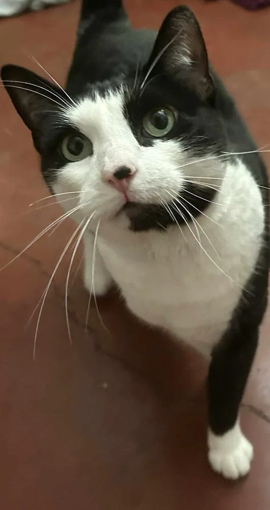 Cleopatra thumbnail 2