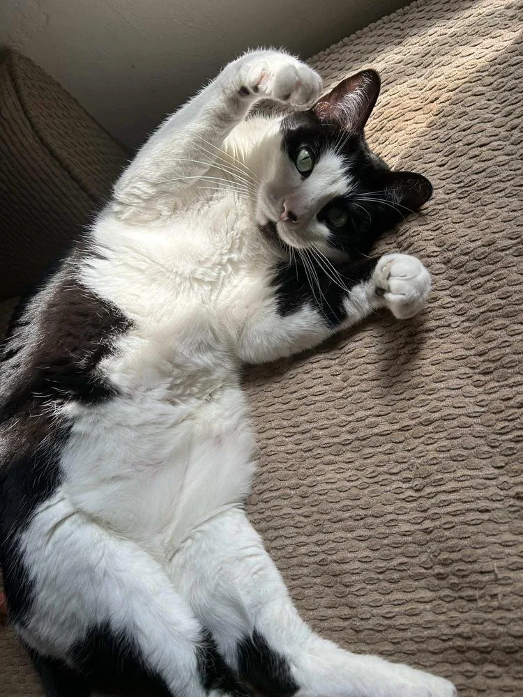 Cleopatra thumbnail 3