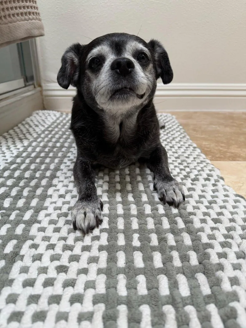A senior small-sized male Chihuahua dog named Bentley for adoption in San Diego, CA
