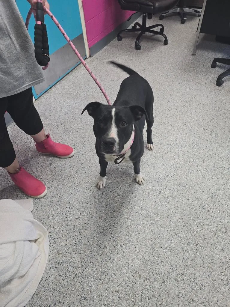 A young medium-sized male Pit Bull Terrier dog named Rex for adoption in Livingston, LA