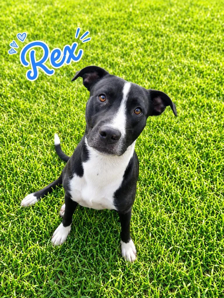 Rex thumbnail 3