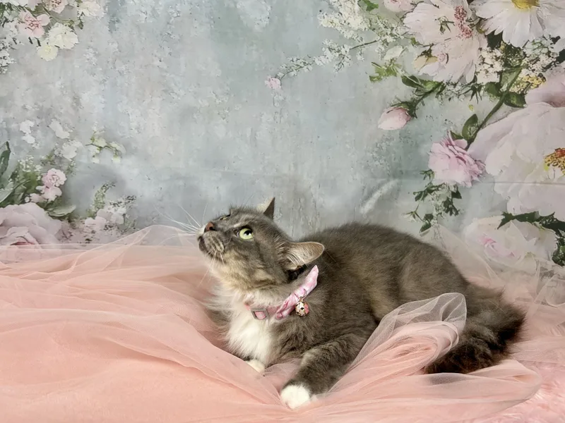 Thumbelina thumbnail 4