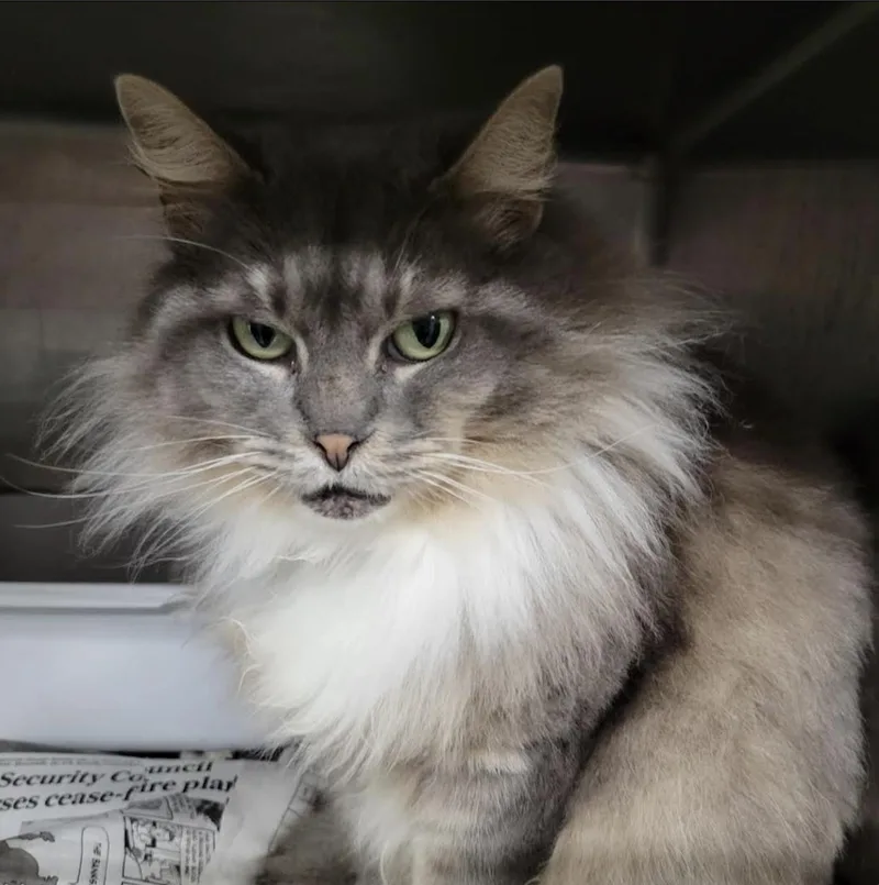 Thumbelina thumbnail 5