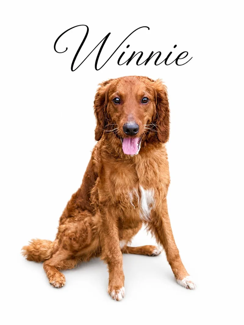 Winnie thumbnail 3