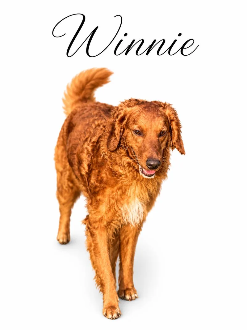 Winnie thumbnail 5