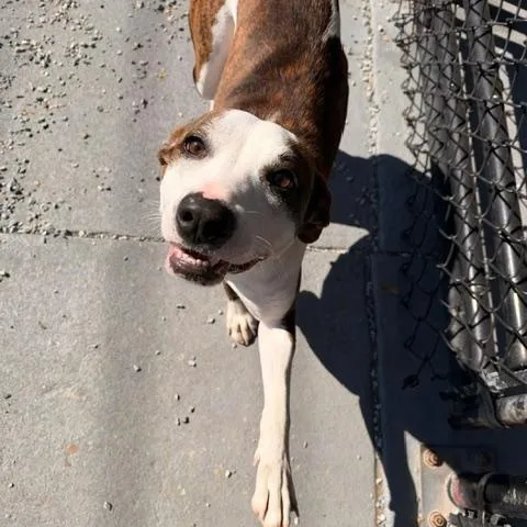 An adult medium-sized female Tricolor (Brown, Black, & White) Mixed Breed dog named Begonia for adoption in Marion, NC