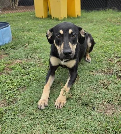 A young medium-sized female Australian Kelpie dog named Ocean for adoption in Conway, SC