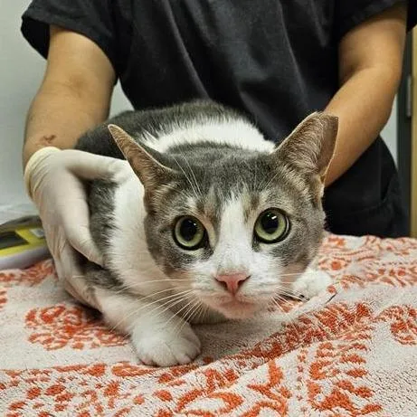 An adult large-sized female Gray / Blue / Silver Domestic Short Hair cat named Pebbles for adoption in Jacksonville, FL