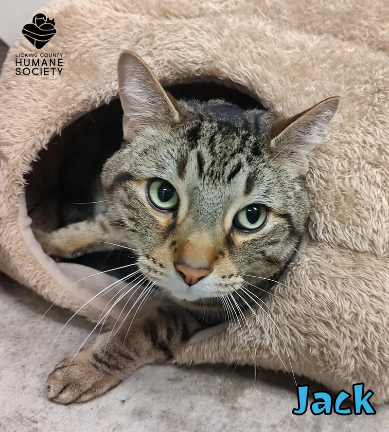 An adult medium-sized male Domestic Short Hair cat named Jack for adoption in Heath, OH