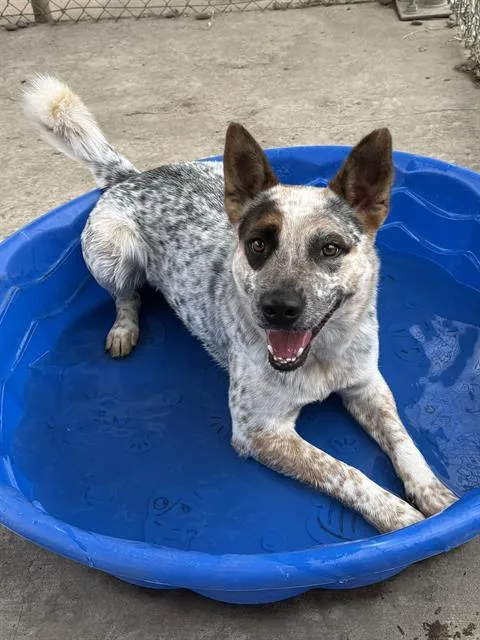 An adult medium-sized male Australian Cattle Dog / Blue Heeler dog named Las Vegas for adoption in Sacramento, CA