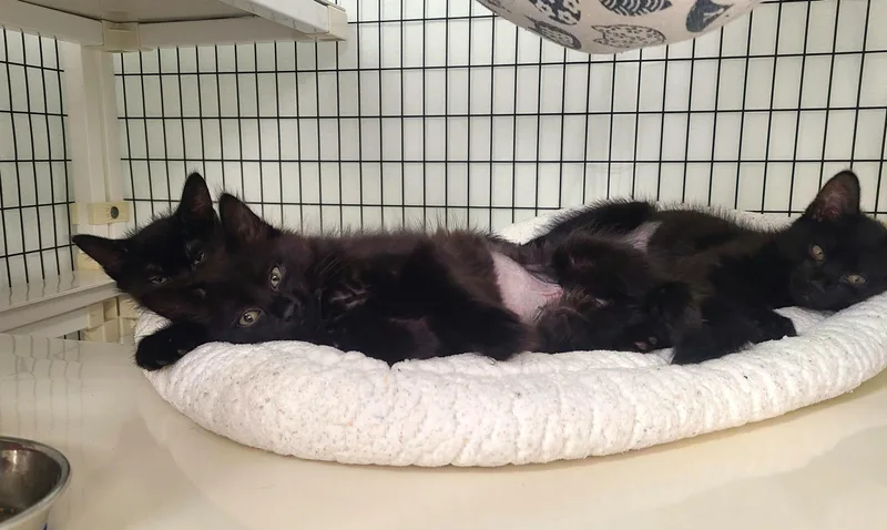 A baby medium-sized female Black Domestic Short Hair cat named The Straw Hat Pirates for adoption in Kirkland, WA