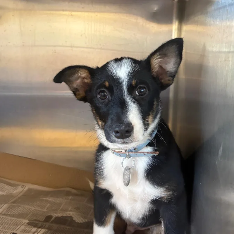 A baby small-sized male Mixed Breed dog named NCR Rain for adoption in Port Washington, NY