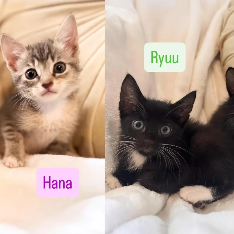 Ryuu and Hana thumbnail 3