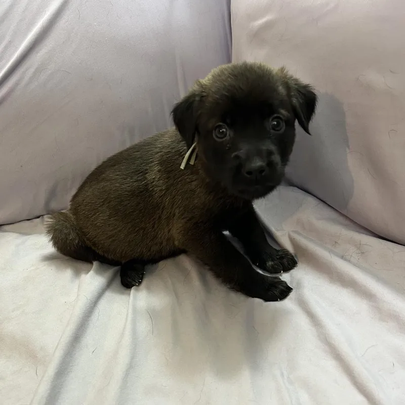 A baby medium-sized female Shepherd dog named Muffin for adoption in Duck River, TN