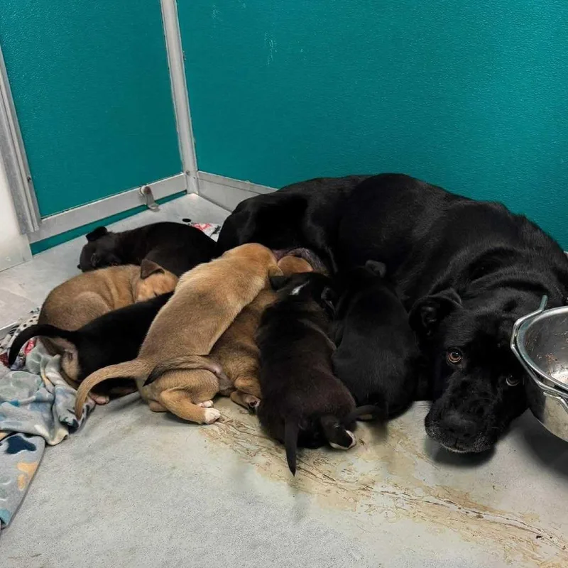 A senior large-sized female Black Labrador Retriever dog named Oona for adoption in Milan, IL