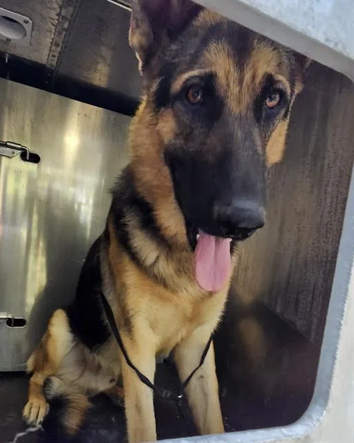 A young large-sized male German Shepherd Dog dog named Rain for adoption in San Antonio, TX