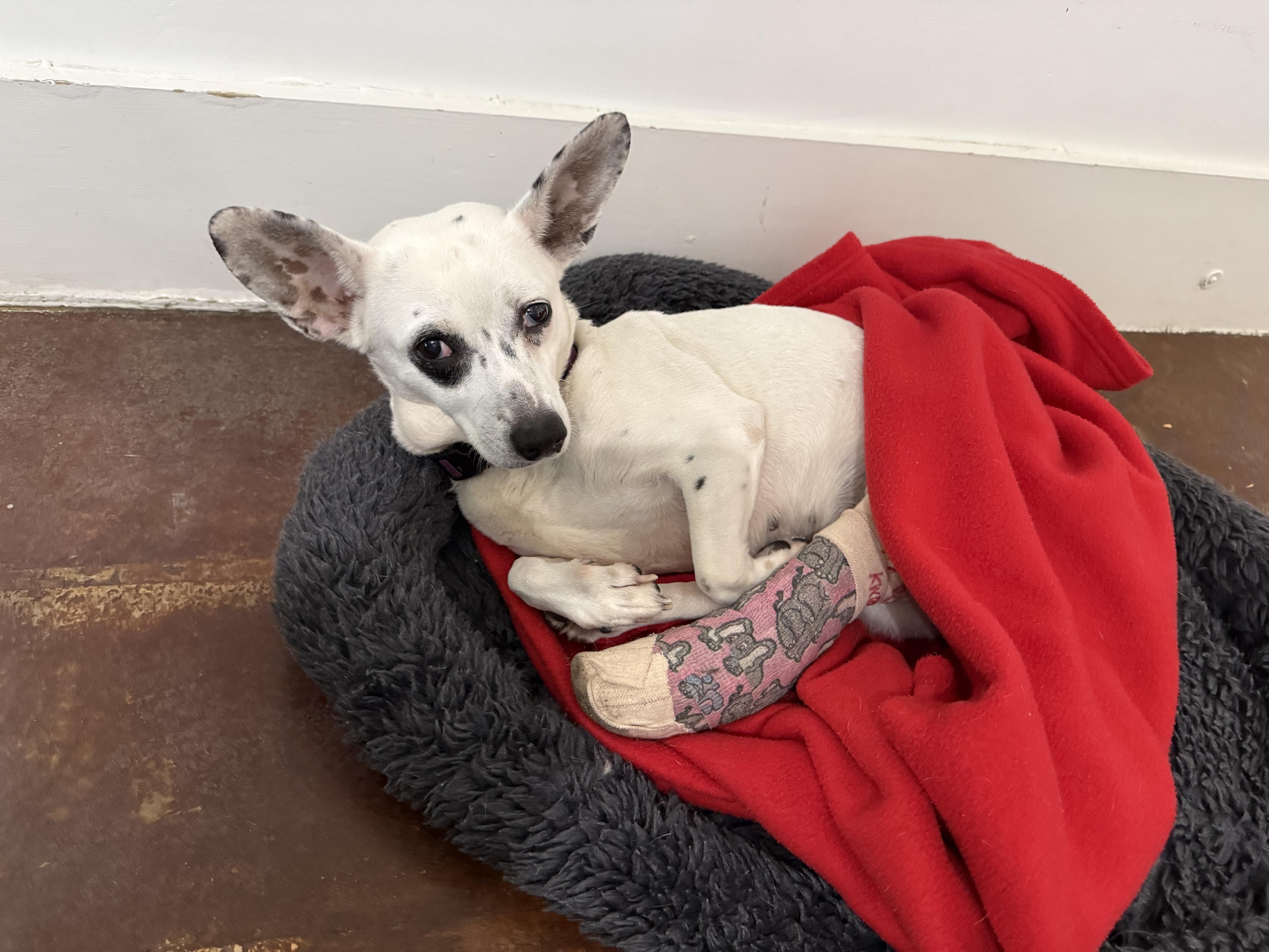 An adult small-sized female Bicolor Chihuahua dog named Pepita for adoption in San Antonio, TX