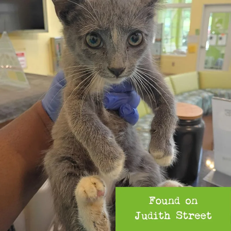 A baby small-sized male Gray / Blue / Silver Domestic Short Hair cat named Odyssey for adoption in Lynchburg, VA