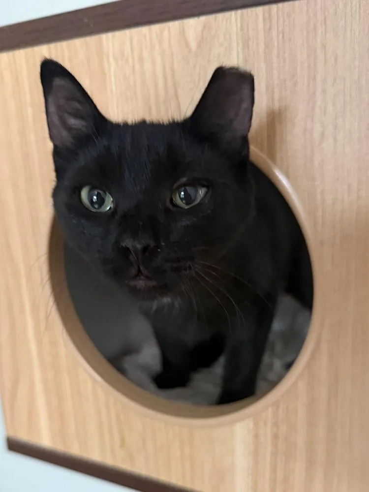 A young small-sized female Black Domestic Short Hair cat named Eva for adoption in Lansing, MI