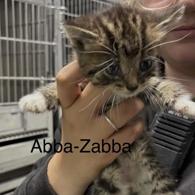 A baby small-sized female Gray / Blue / Silver Domestic Short Hair cat named Abba Zabba for adoption in Spring Hill, KS