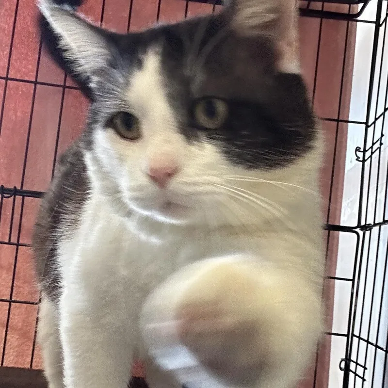 A senior large-sized male Black Domestic Short Hair cat named Ted Scratch for adoption in Webster, TX