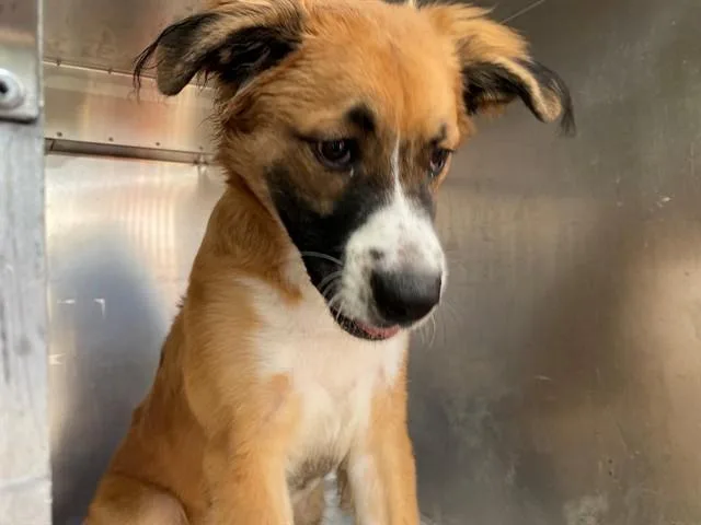 A young small-sized male Mixed Breed dog named Spike for adoption in Garland, TX