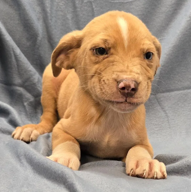 A baby large-sized male Terrier dog named Harry for adoption in Murphysboro, IL