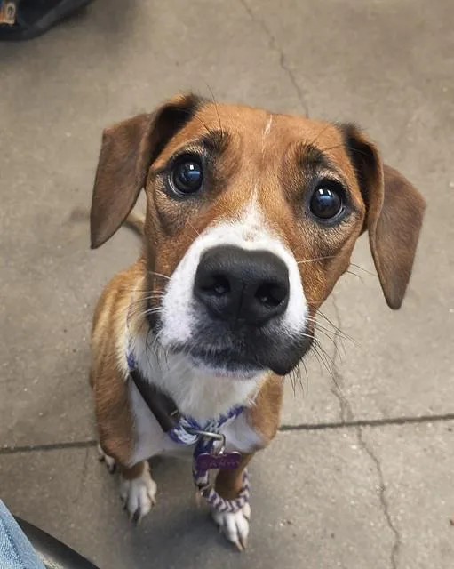 An adult medium-sized female Boxer dog named Matilda for adoption in Tucson, AZ